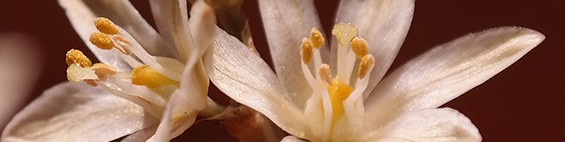 Stellar Winery Conservancy