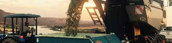 Stellar Winery Harvest 2016